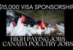 High Paying Canada Poultry Jobs with Visa Sponsorship