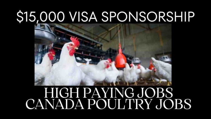 High Paying Canada Poultry Jobs with Visa Sponsorship